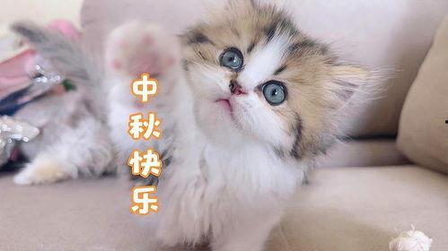 三只小猫咪爆料视频,萌态百出，温馨瞬间尽收眼底