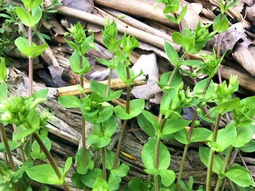 两个草视频,精彩瞬间一网打尽