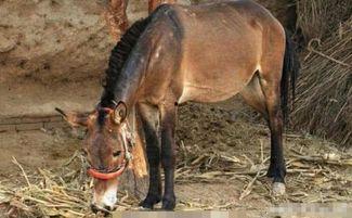 马马和驴杂交视频,揭秘神奇杂交动物的诞生瞬间