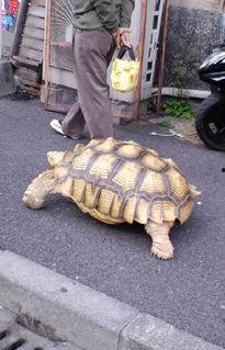 日本大乌龟视频,探寻长寿之谜的生态传奇